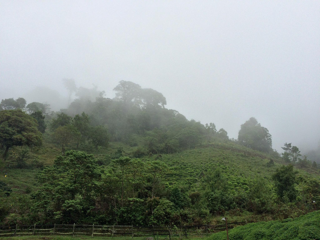 Agaseke Boquete主图