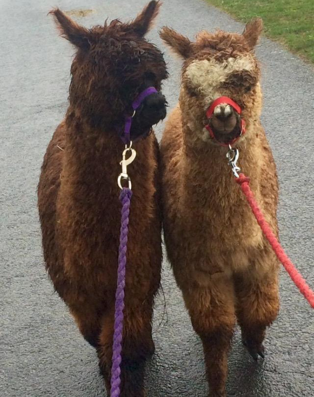 North Star Alpacas-Crook必去景点