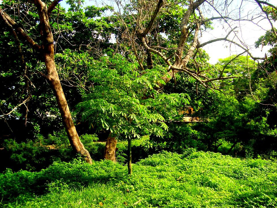 Soledad旅游景点-Jardín Botánico de Barranquilla