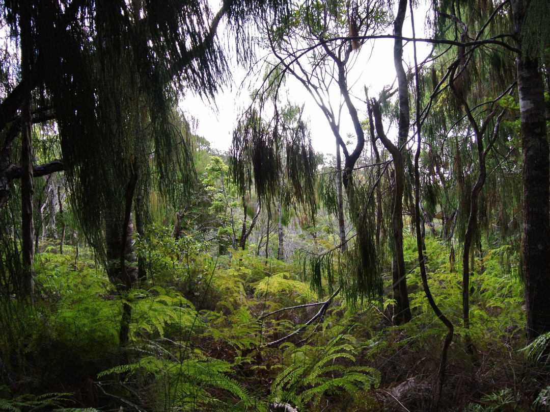 Waipoua Forest景点图片