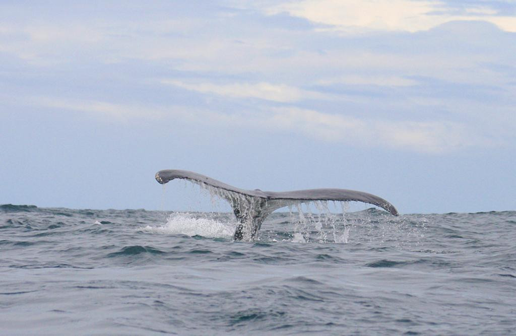El Amejal-Bahia Solano必去景点