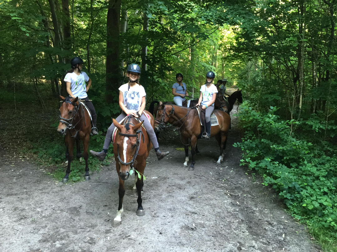 Balades à cheval à Chantilly景点图片