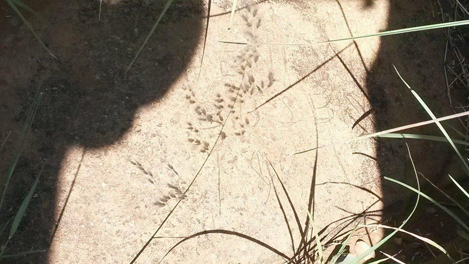 Wildebeest Kuil Rock Art Centre-金伯利必去景点