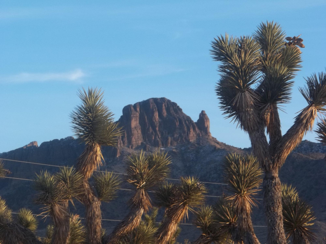 Joshua Tree Ostrich Ranch and Guest House-Dolan Springs必去景点