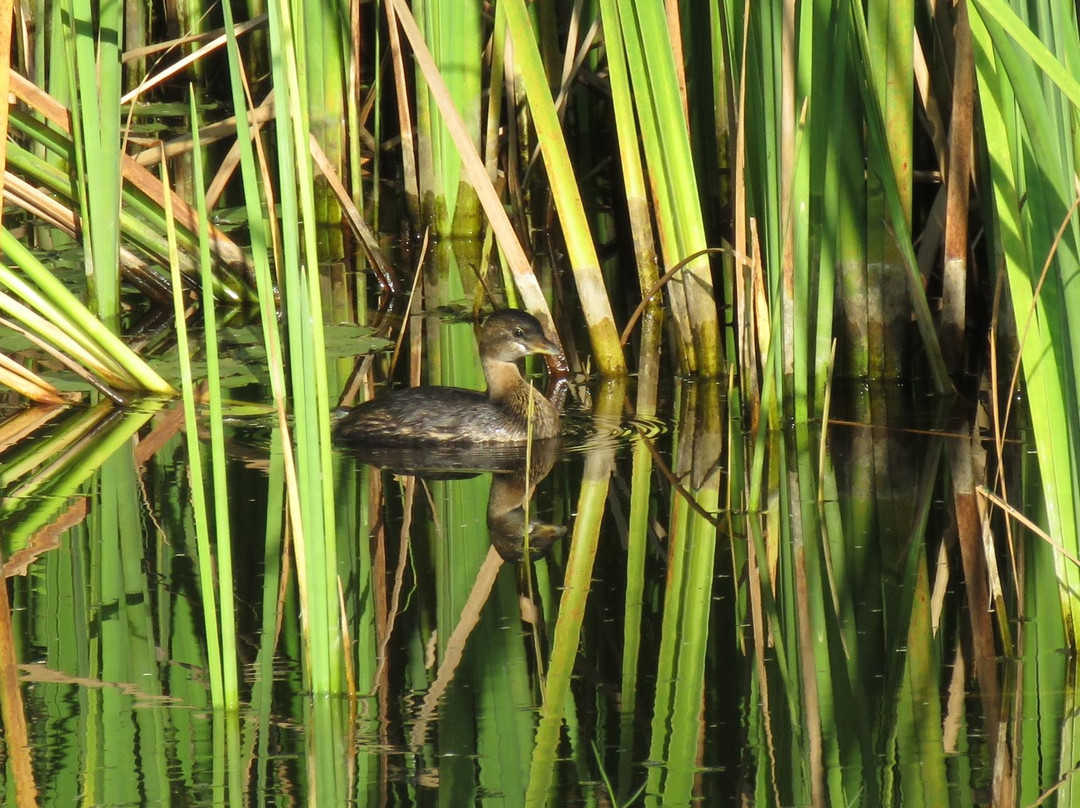 San Bernard National Wildlife Refuge-Brazoria必去景点