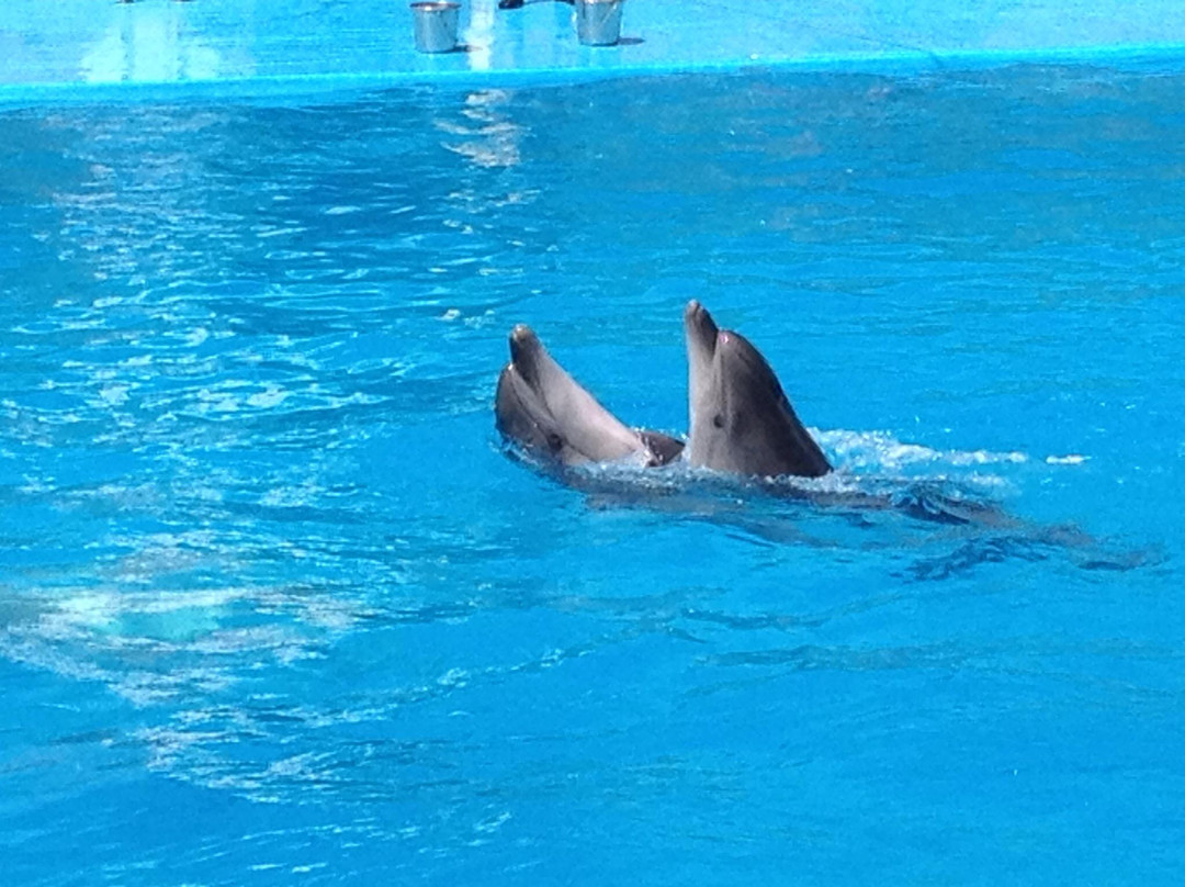 Dolphinarium景点图片
