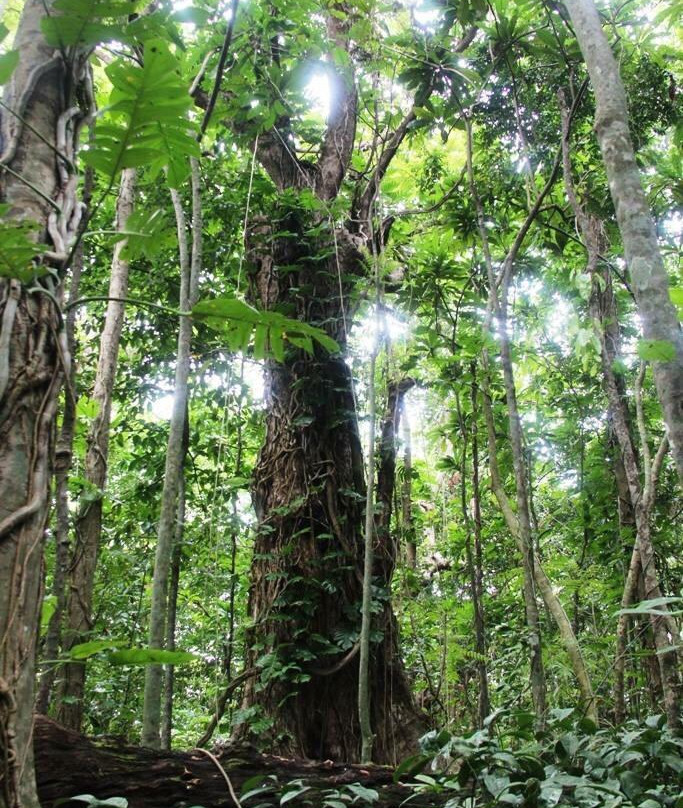 Minasawa Bird Sanctuary景点图片