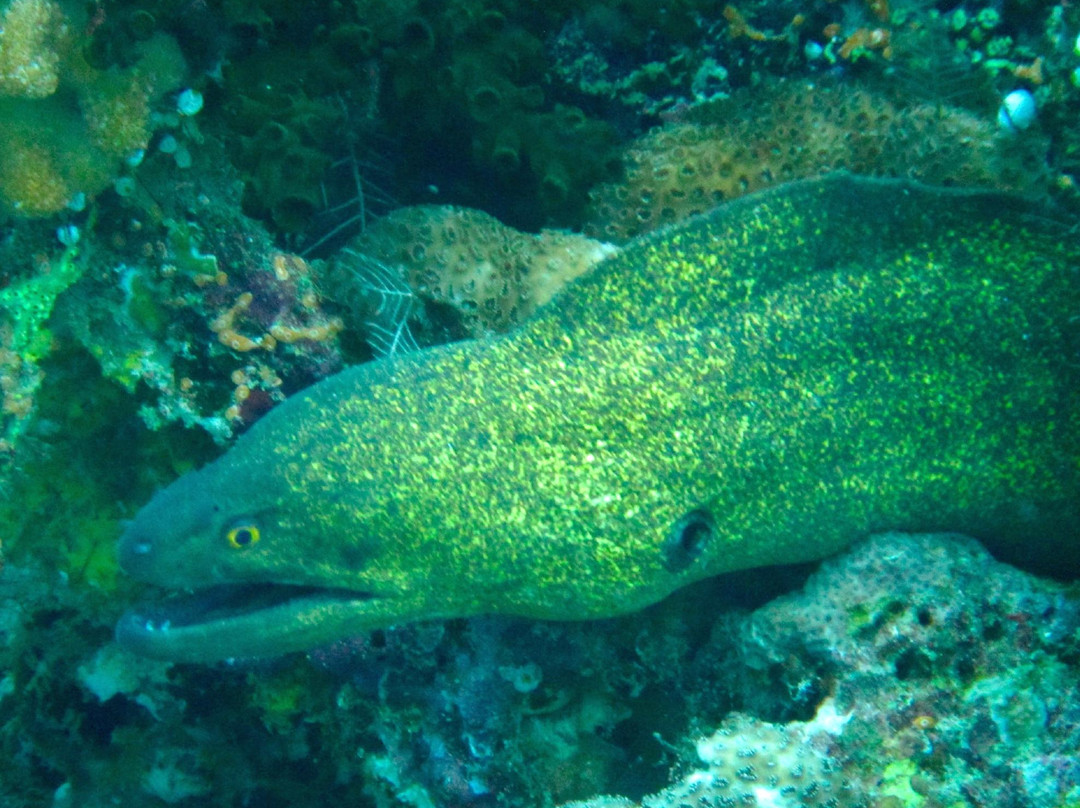 Soleni Dive Centre-昆夫纳杜必去景点