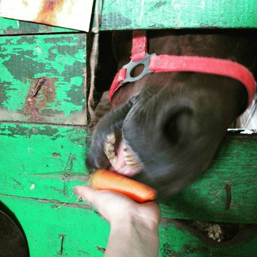 Kurgan Hippodrome-Kurgan必去景点