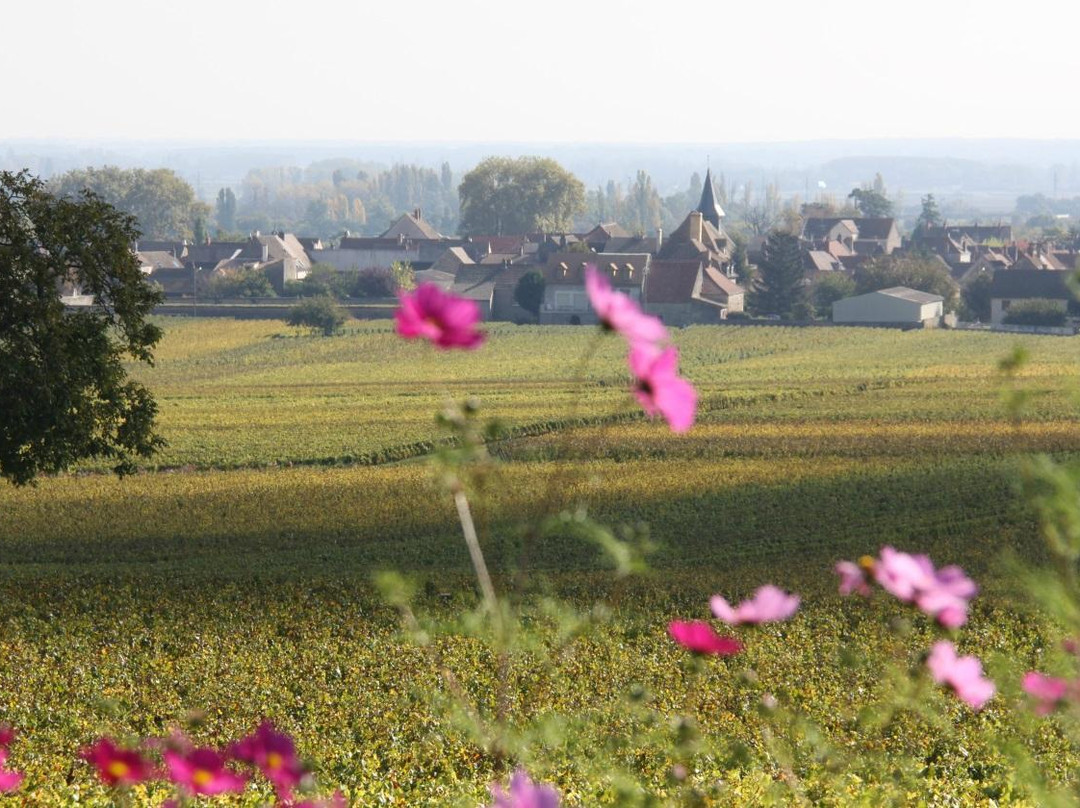 Divine Bourgogne Tours景点图片
