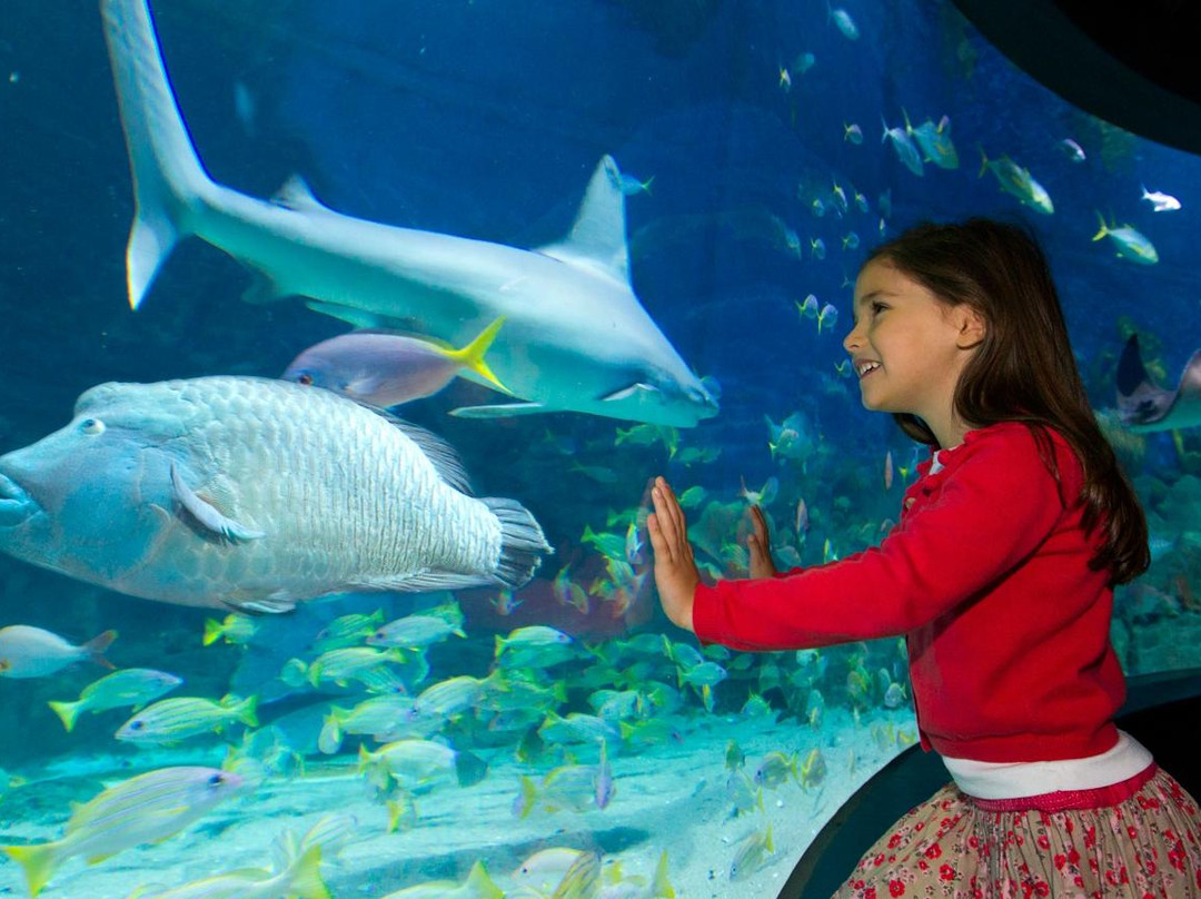 墨尔本水族馆-墨尔本必去景点