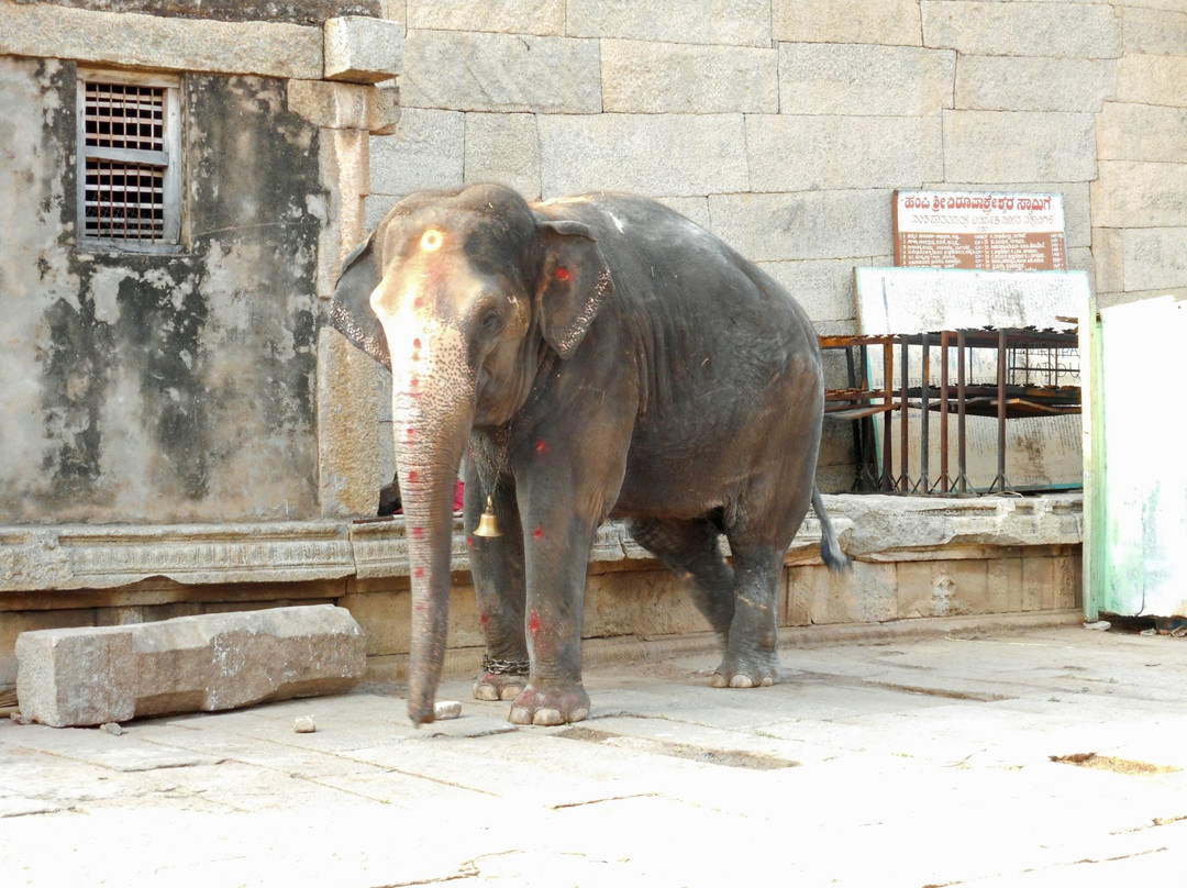 Lakshmi the Elephant景点图片