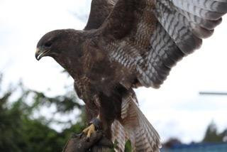 Wheatly Birds of Prey Centre景点图片