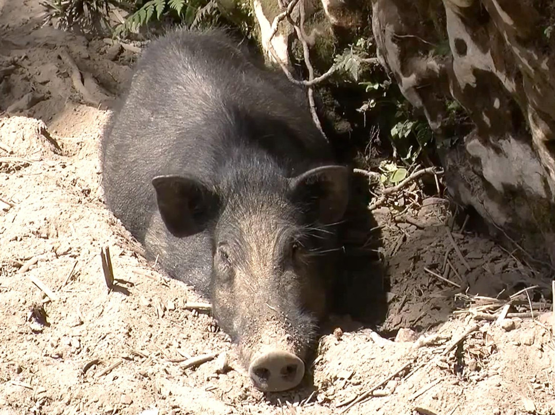 Traditional Village of Wamerek-瓦梅纳必去景点