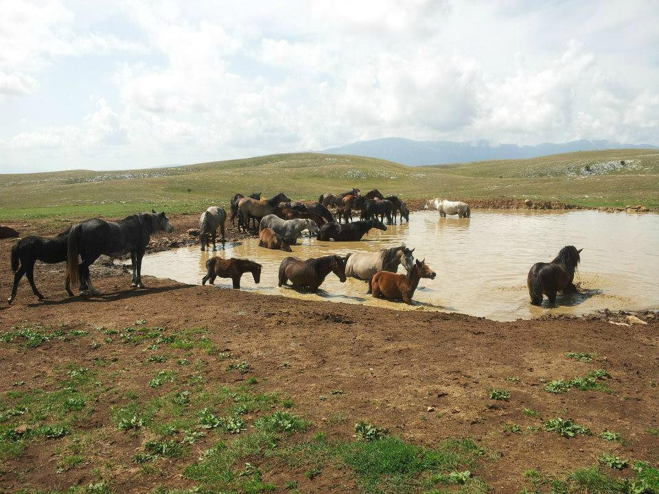 Wild Horses Safari景点图片