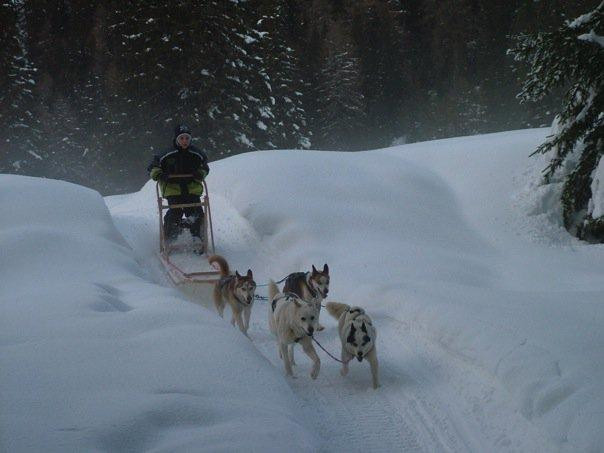 Athabaska Dogsledding - Scuola di Sleddog景点图片