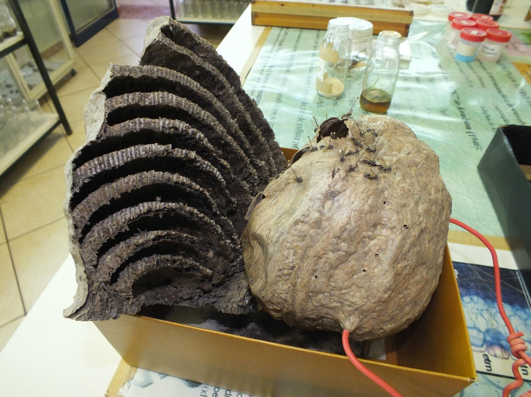 Museu Dinamico Interdisciplinar-Maringa必去景点