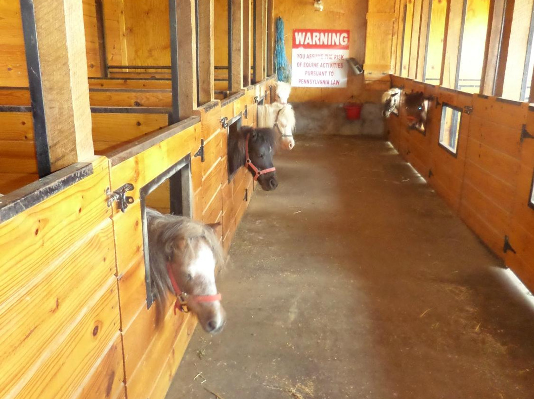 Li'l Country Store and Miniature Horse Farm景点图片