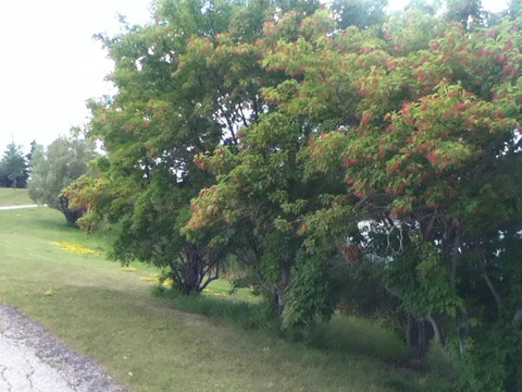 Kilcona Regional Park-温尼伯必去景点