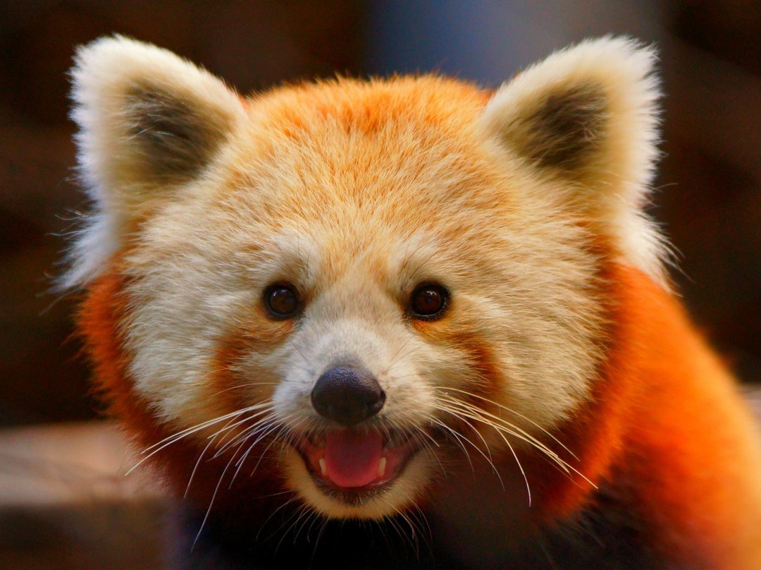 Brandywine Zoo-威尔明顿必去景点