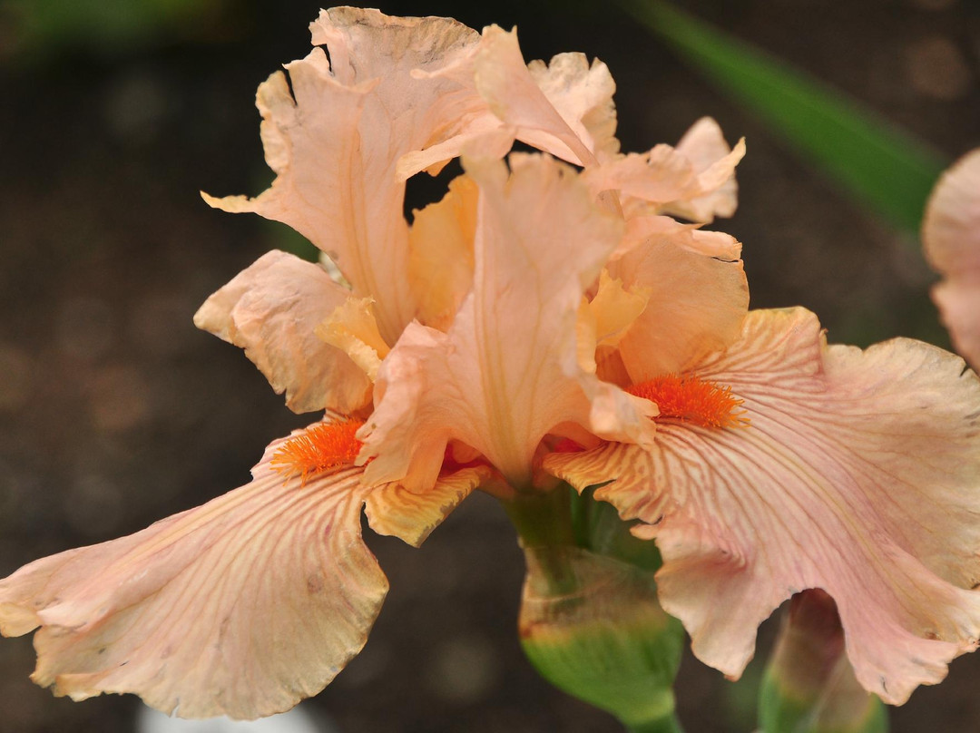 Presby Iris Gardens-Upper Montclair必去景点