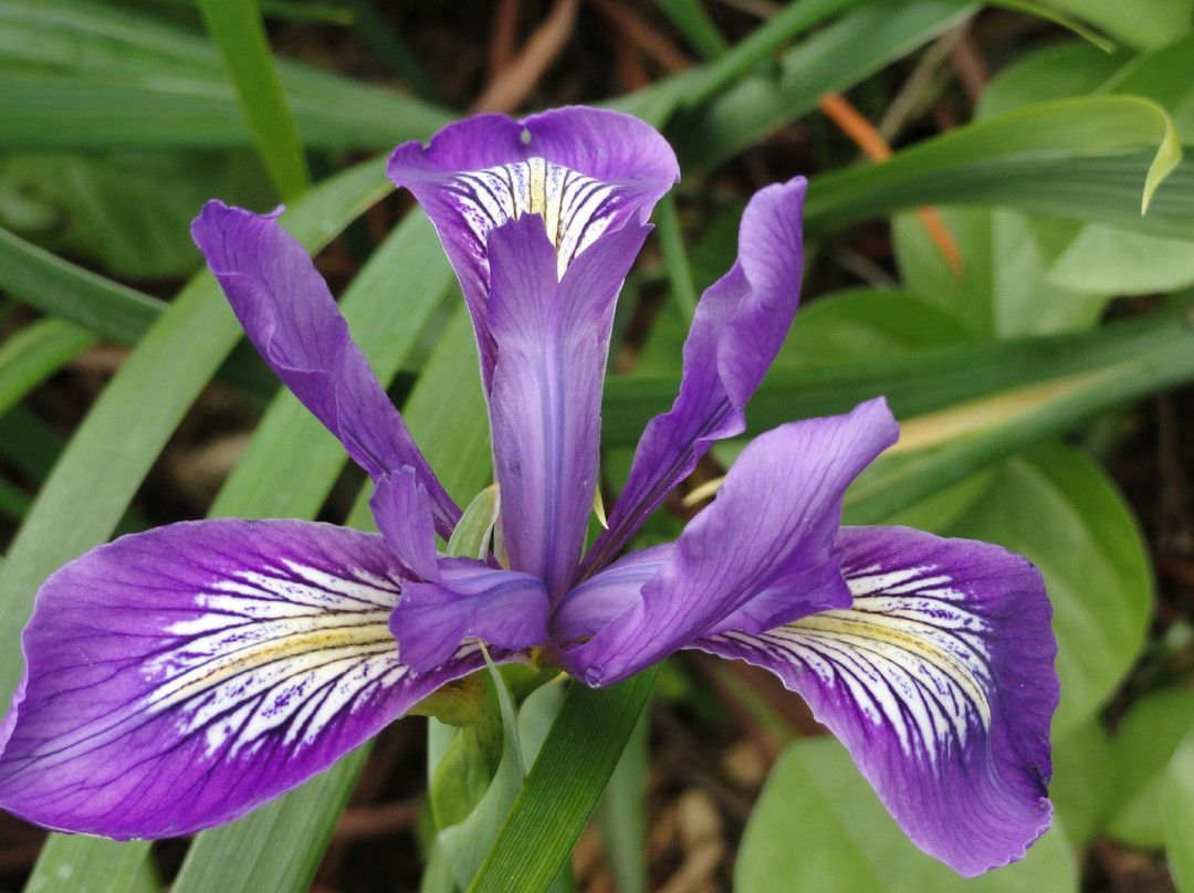 斯翠宾植物园旧金山植物园-旧金山必去景点