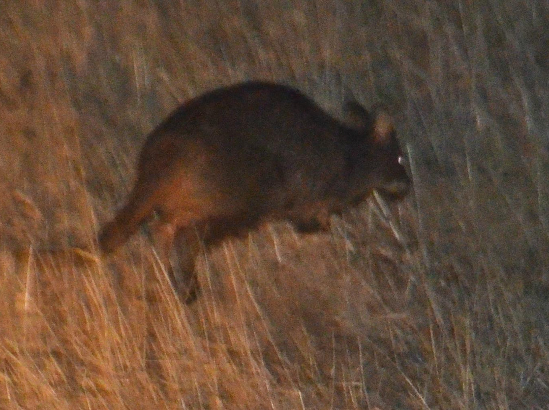 Mount Rothwell Conservation and Research Centre-Little River必去景点