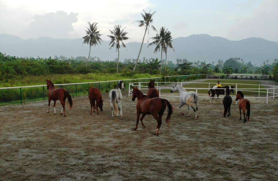 Countryside Stables Penang-槟城岛必去景点