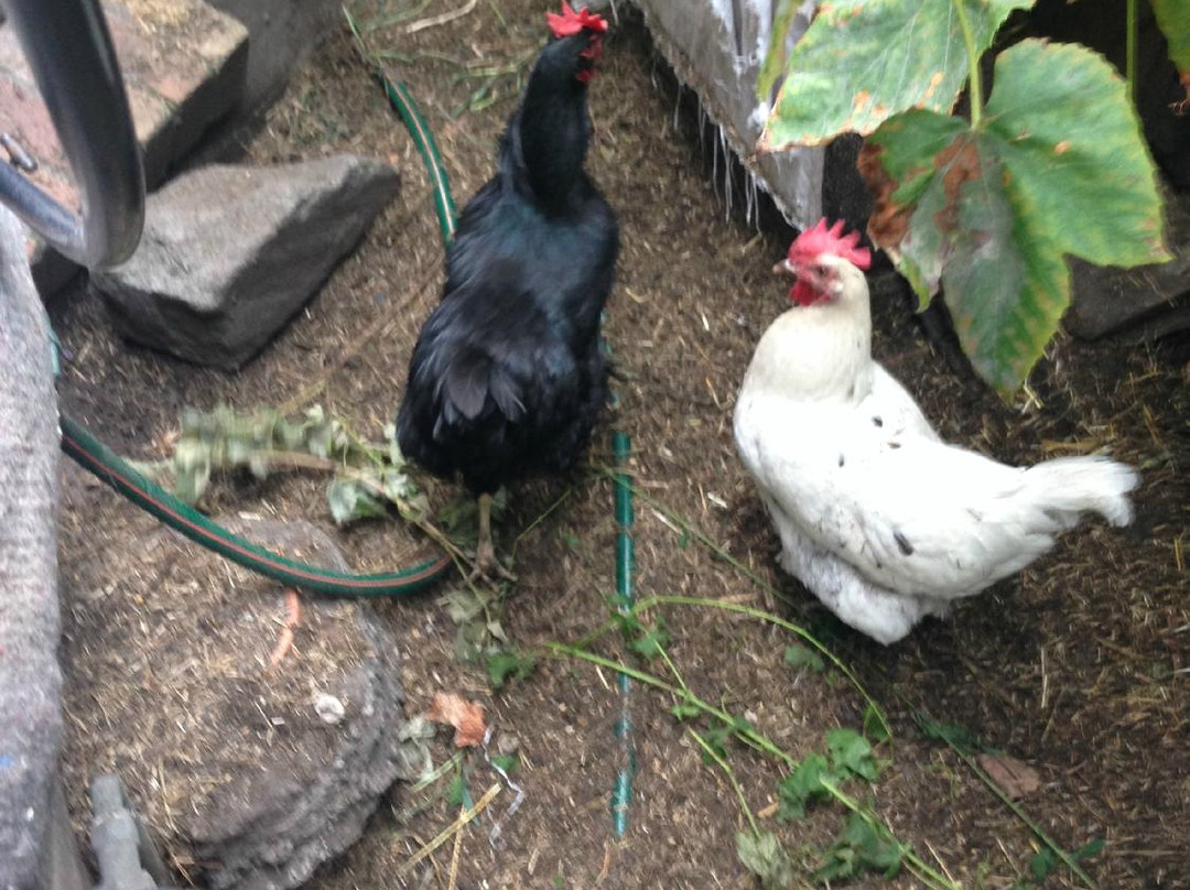 迈克尔·莫柏的可持续发展住宅-悉尼必去景点