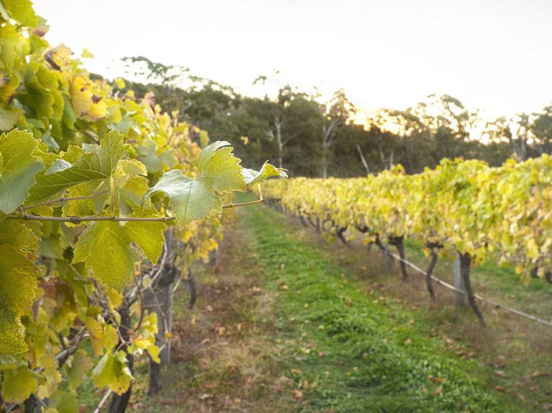 Harcourt North旅游景点-Harcourt Valley Vineyards