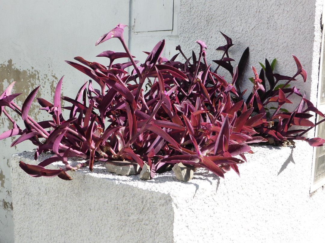 Museo del Automovil-拉普拉塔必去景点