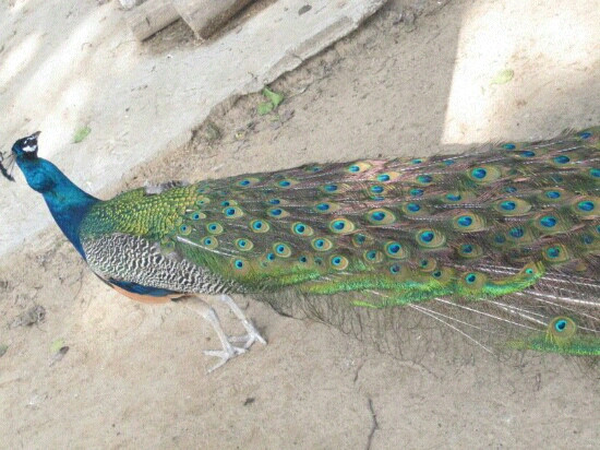 石家庄动物园-石家庄市必去景点