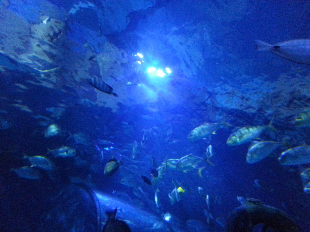 Gardaland SEA LIFE Aquarium景点图片