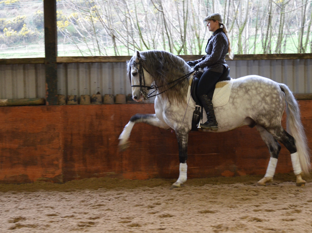 Pen Llyn Lusitano Stud and Riding Centre景点图片