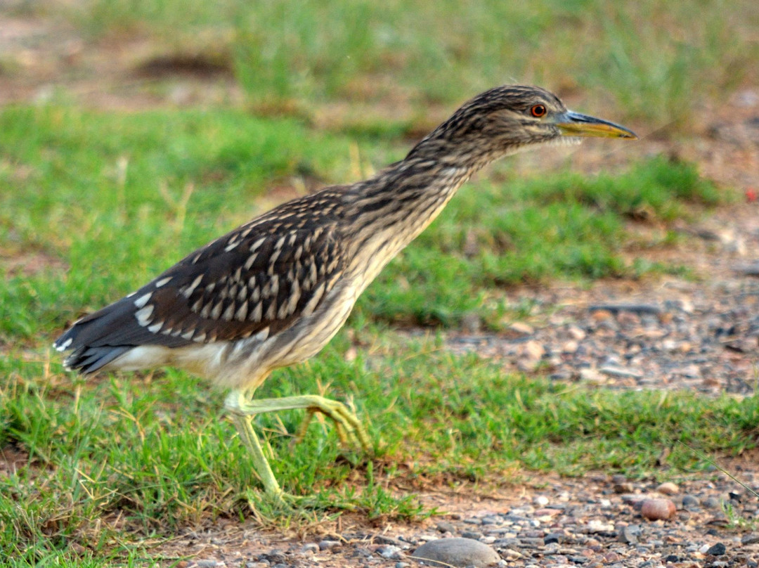 Page Springs Fish Hatchery-Cornville必去景点