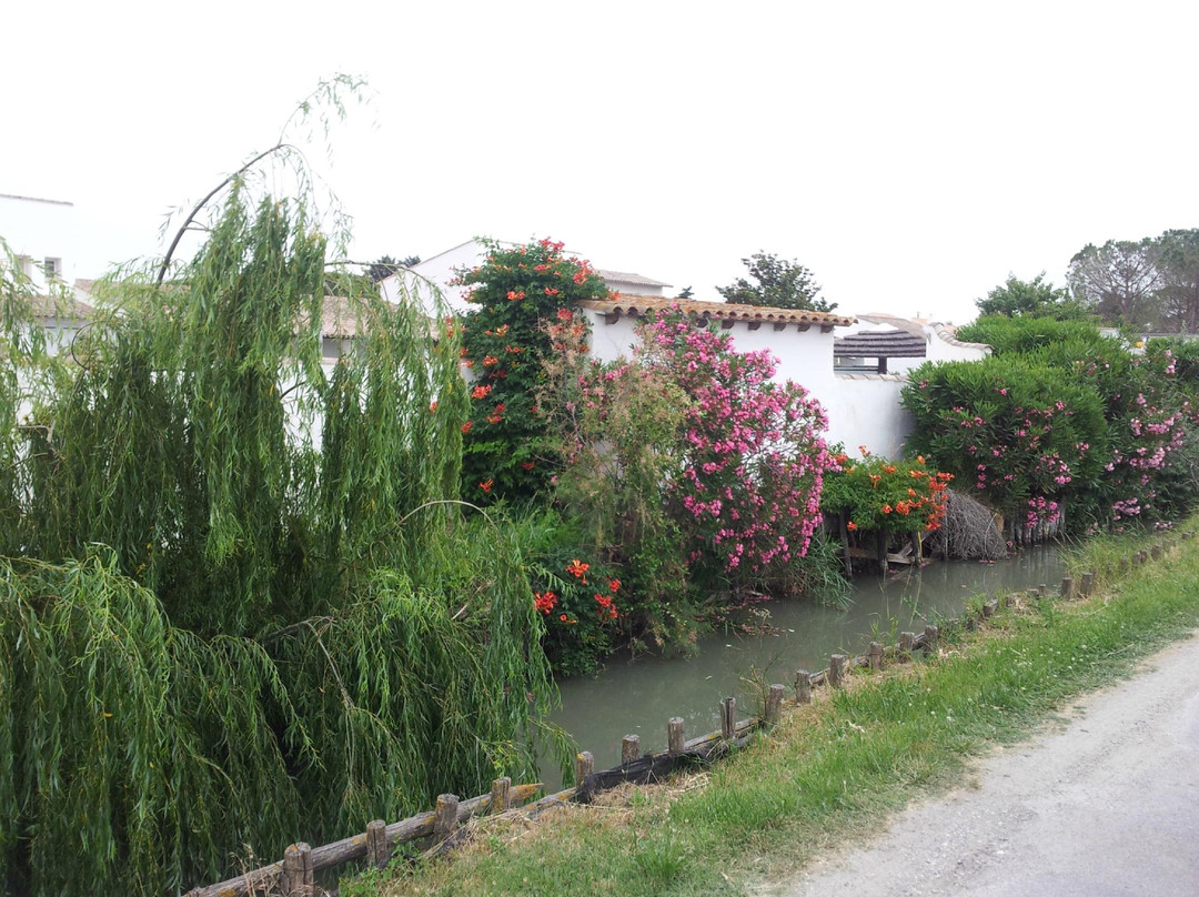 Le Petit Train Camarguais-滨海圣玛丽必去景点