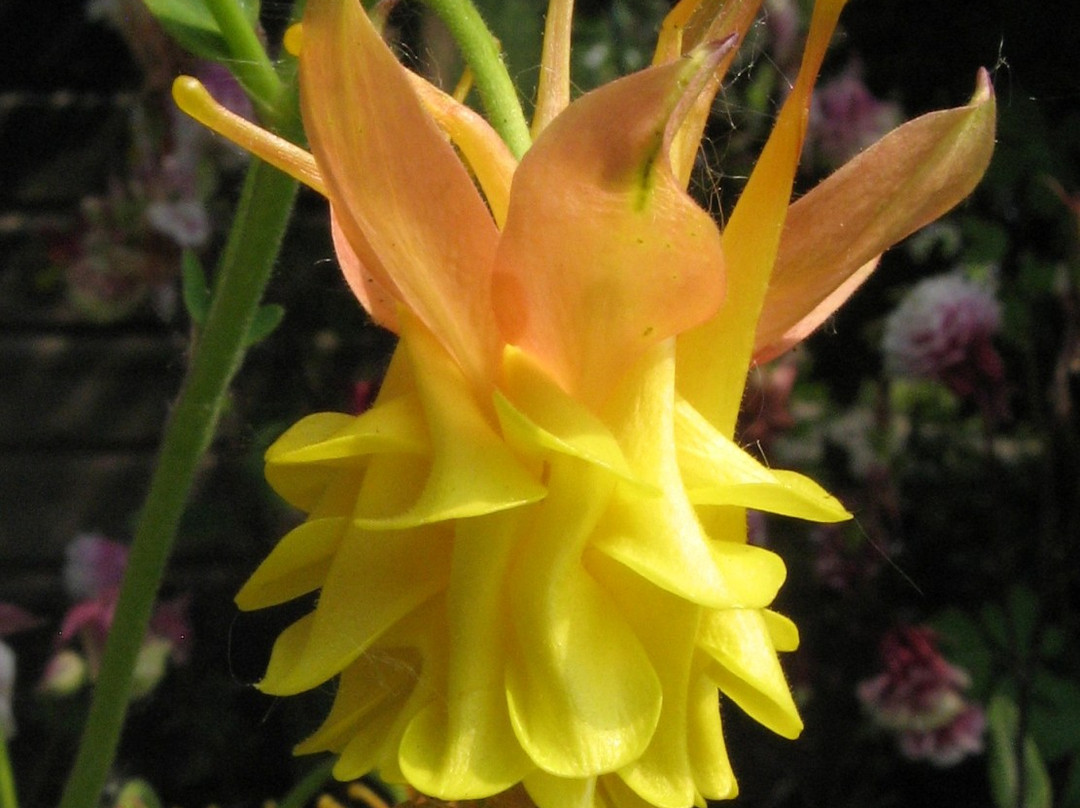 Touchwood Aquilegia Garden景点图片