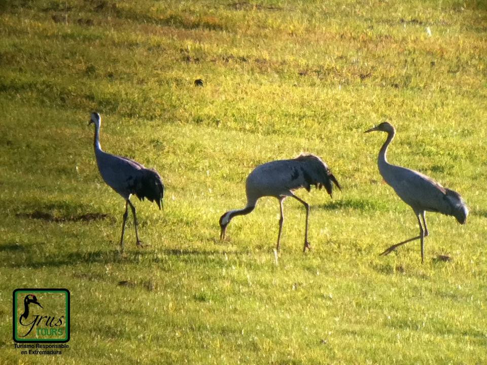 Grus Tours - Private Tours景点图片