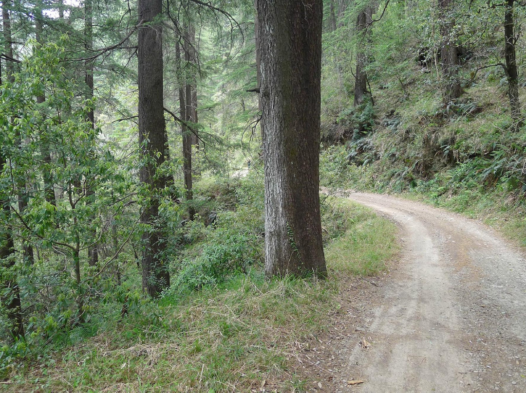 Reserve Forest Sanctuary景点图片
