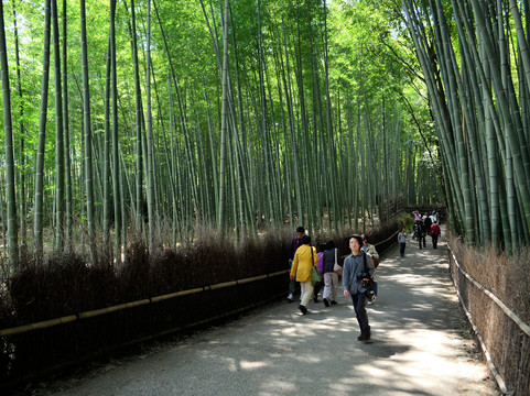 嵯峨野竹林-京都市必去景点