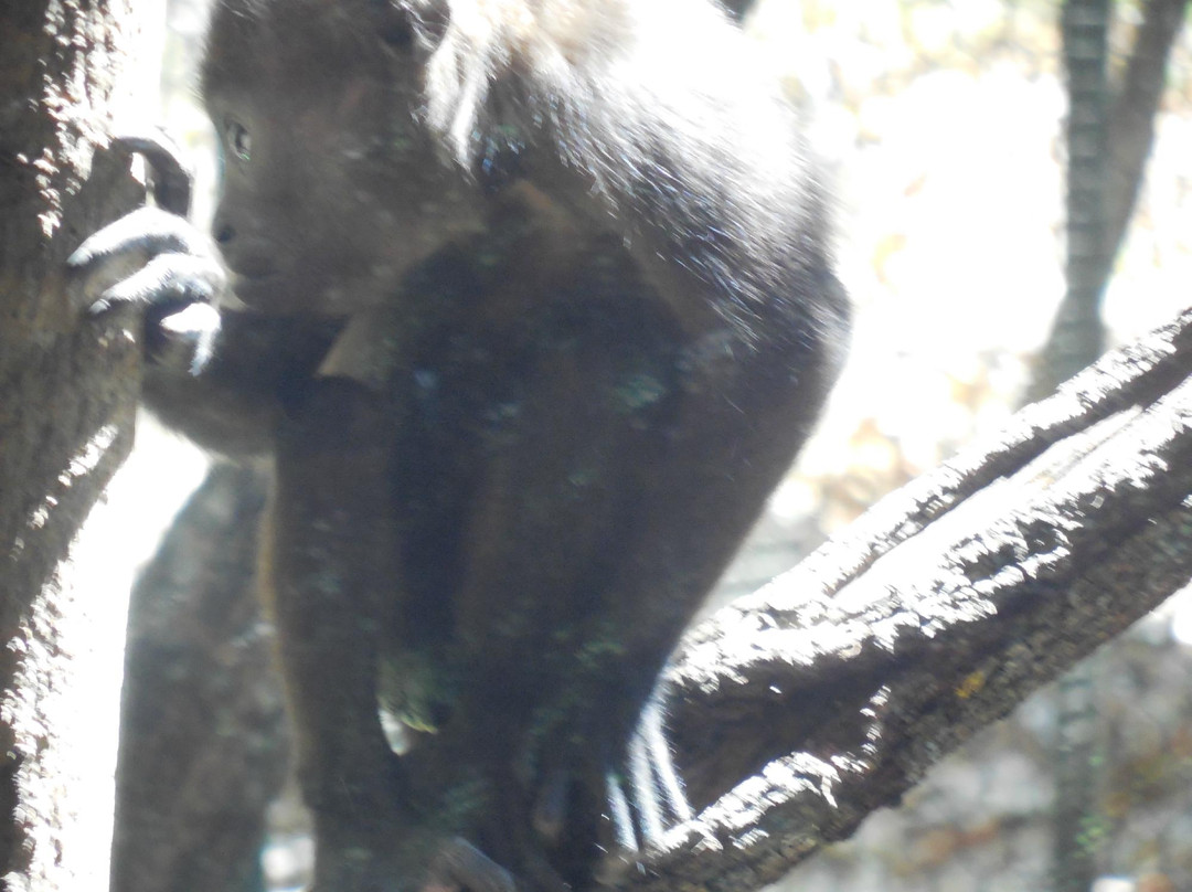 APAMI Wild Life景点图片