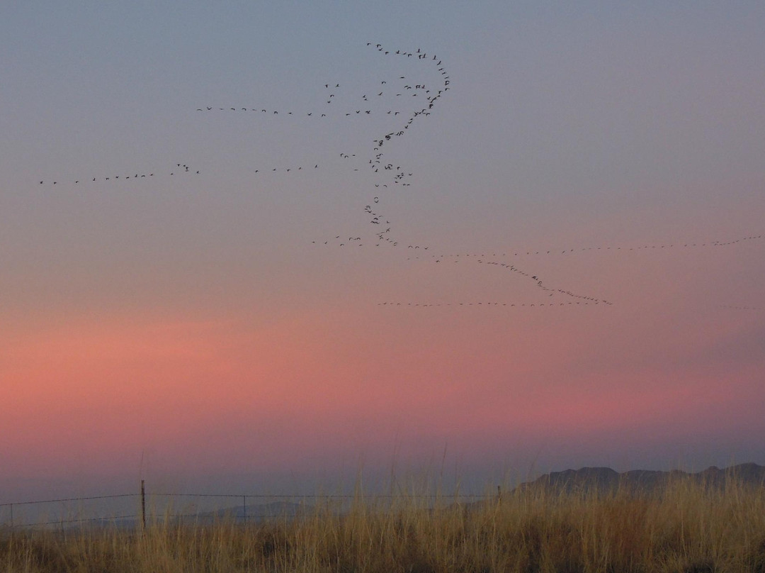 Willcox Playa Wildlife Area-Willcox必去景点