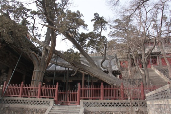 周柏唐槐-太原市必去景点