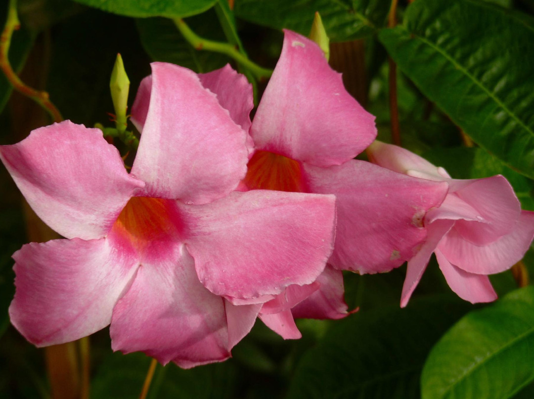 林肯公园花房-芝加哥必去景点