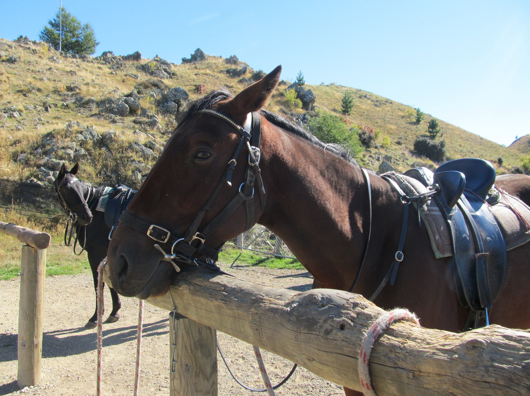 麦肯西高山骑马之旅－一日游-特卡波湖必去景点