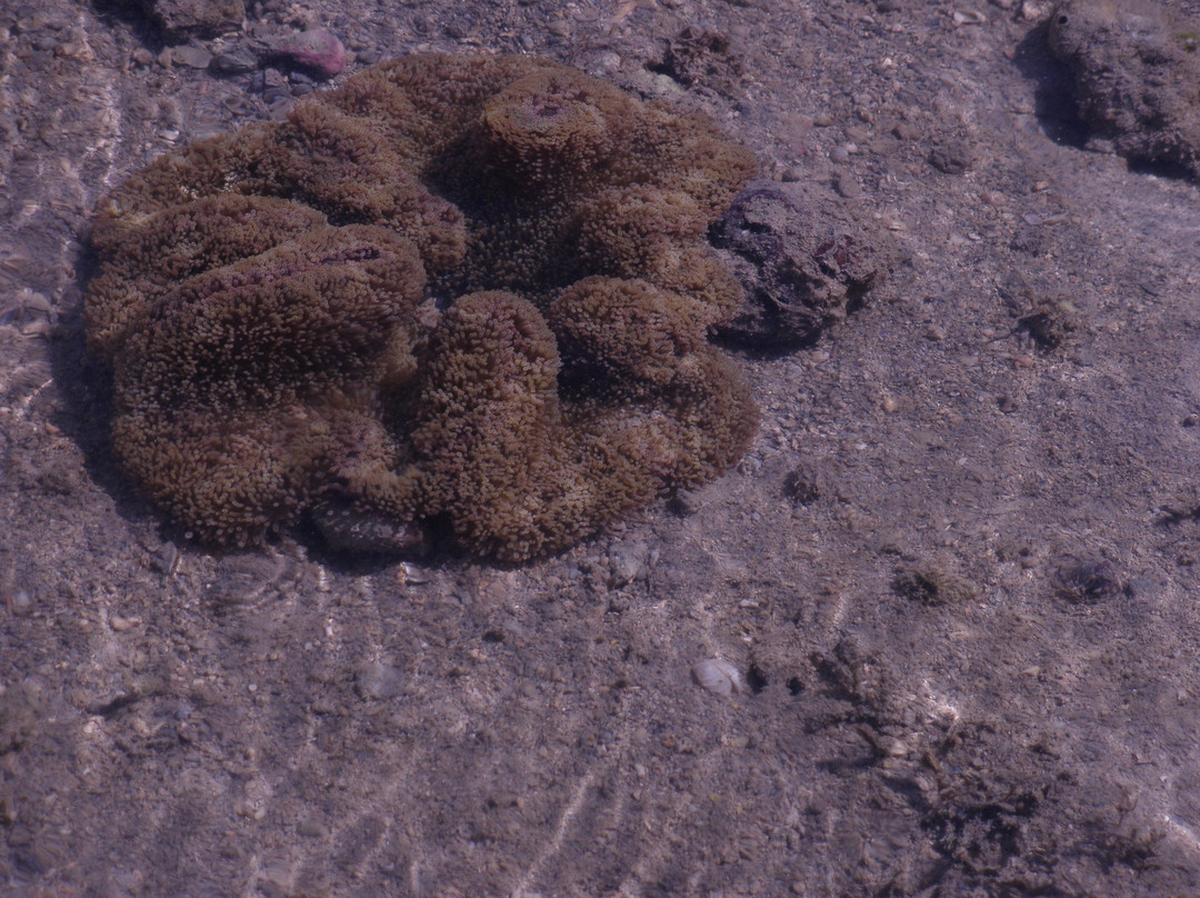 Narara Marine National Park景点图片