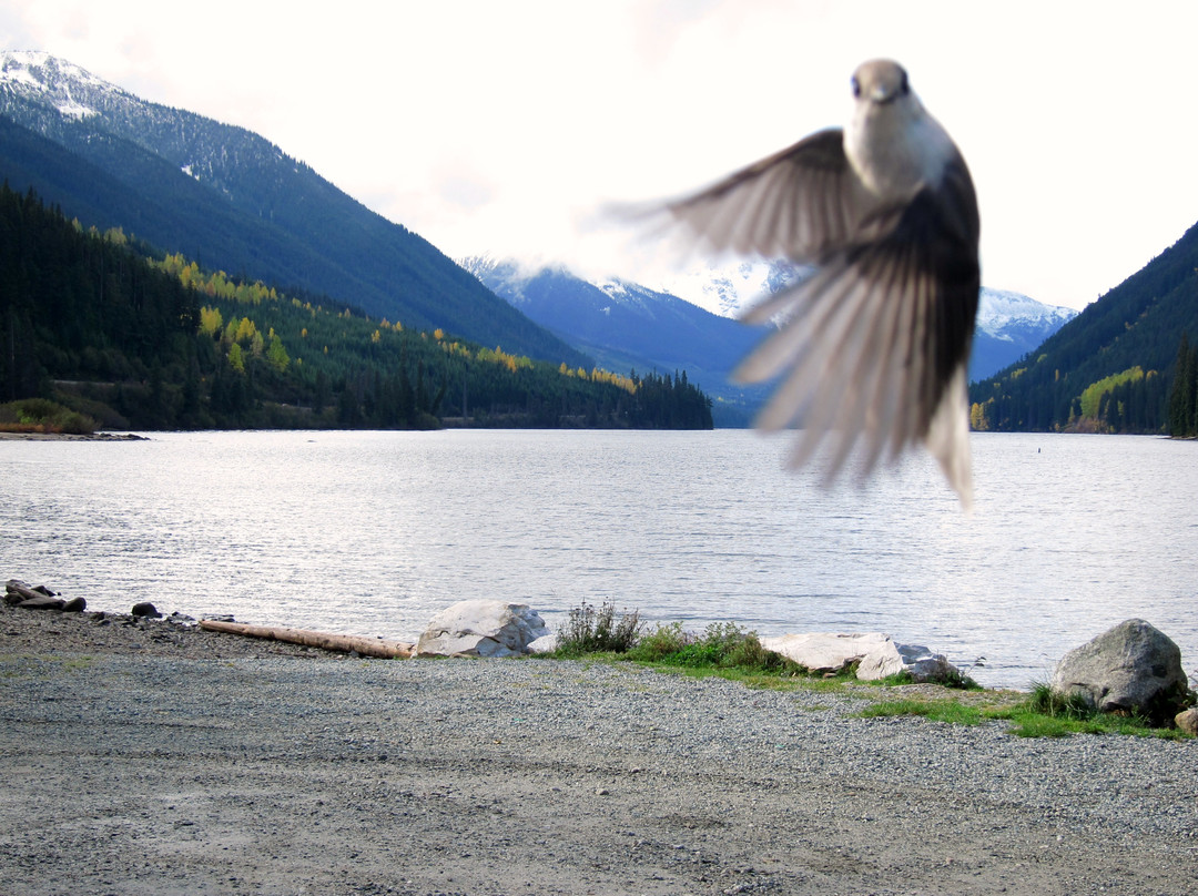 Duffy Lake Road景点图片