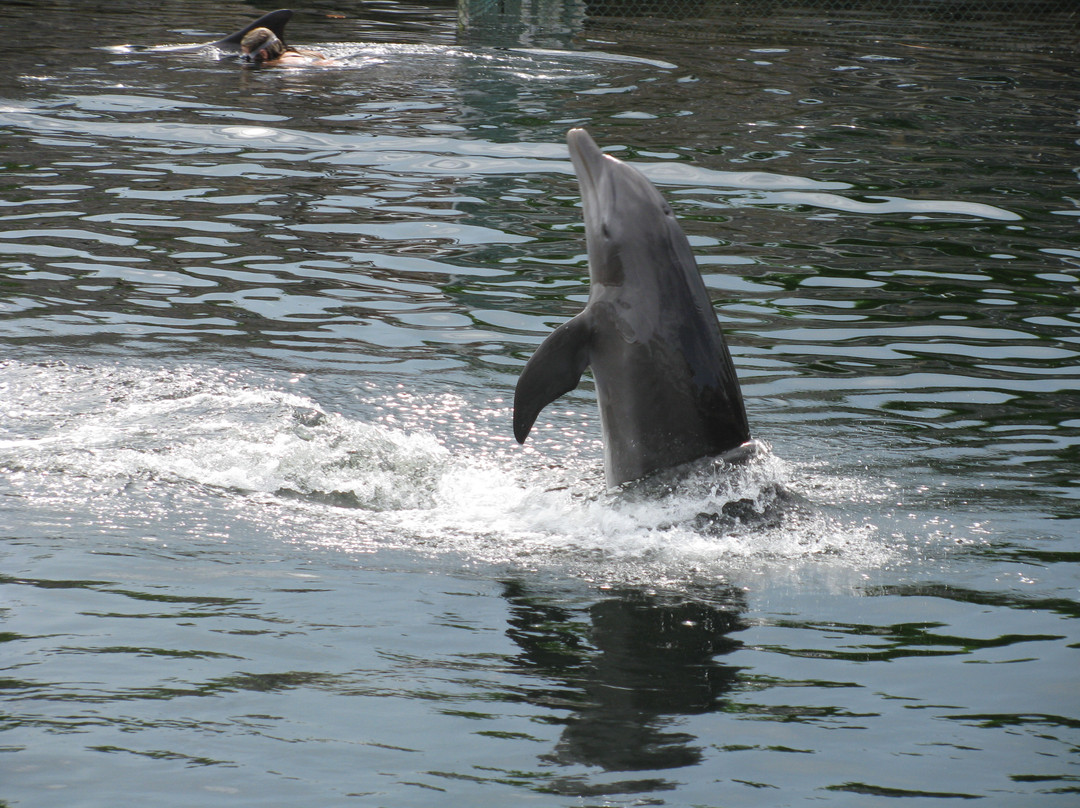 海豚商店-基拉戈-拉哥岛必去景点