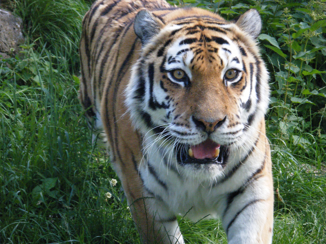 Marwell Zoo景点图片