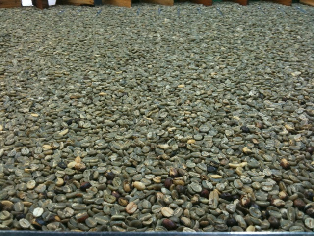 雷鸣山咖啡种植园-凯鲁瓦-柯纳必去景点